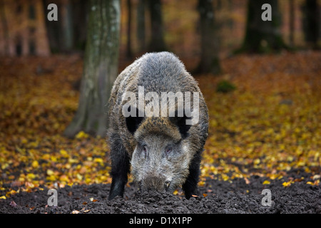 Wildschwein (Sus Scrofa) Graben Sie die Lebensmittel in den Schlamm mit der Schnauze im herbstlichen Wald in den belgischen Ardennen, Belgien Stockfoto