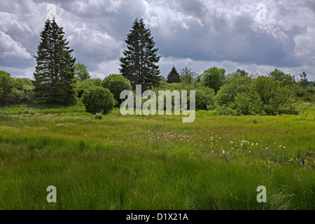 Moor im hohen Venn / Hautes Fagnes Naturschutzgebiet in den belgischen Ardennen, Belgien Stockfoto