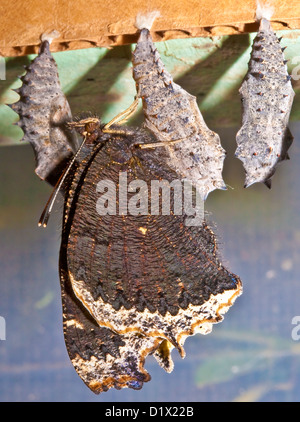 Monarch-Schmetterling Stockfoto