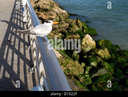 Königliche Tern an Sebastian Inlet in Florida Sterna maxima Stockfoto