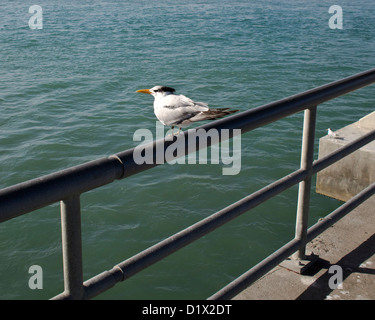 Königliche Tern an Sebastian Inlet in Florida Sterna maxima Stockfoto