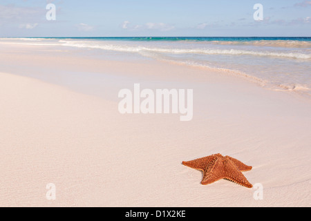 Ein rotes Kissen-Seestern entlang der pink Sand Beach in Dunmore Town, Harbour Island, Bahamas Stockfoto