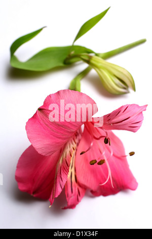 Rosa Lilie auf weißem Hintergrund Stockfoto