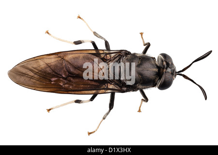 schwarzen Soldaten fliegen Arten Hermetia illucens Stockfoto