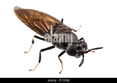 schwarzen Soldaten fliegen Arten Hermetia illucens Stockfoto
