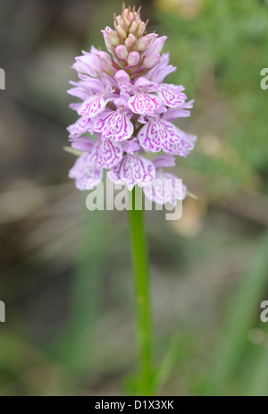 Orchideen wachsen in der Weide. Picos de Europa Asturien, Spanien. Stockfoto