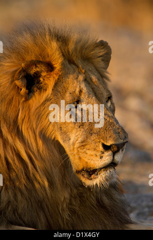 Alte männliche Löwen in Namibia Stockfoto