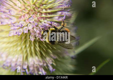 Eine wunderschöne Hummel, ein gutes Futter auf eine Karde flowerhead Stockfoto