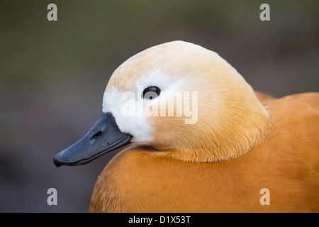 Ruddy Brandgans; Tadorna Ferruginea; Weiblich; VEREINIGTES KÖNIGREICH; Winter Stockfoto
