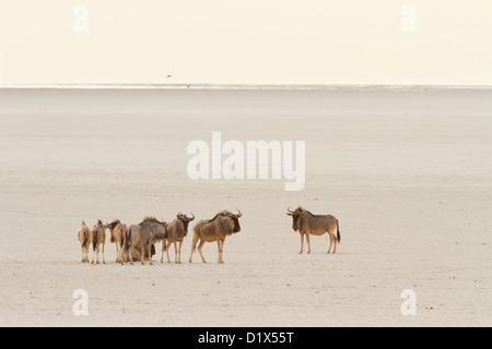 GNU-Herde auf der Pfanne im Etosha Nationalpark, Namibia Stockfoto