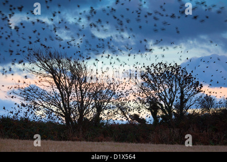 Starling Roost; Sturnus Vulgaris; Marazion; Cornwall; UK Stockfoto