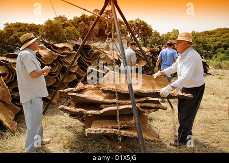 Korken sammeln von natürlichen Park Los Alcornocales Cortes De La Frontera Andalusien Malaga Spanien Stockfoto