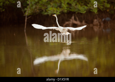 Großreiher, Ardea alba, fliegen über einen Teich im Sarigua Nationalpark, Azuero Halbinsel, Herrera Provinz, Republik Panama, Mittelamerika. Stockfoto