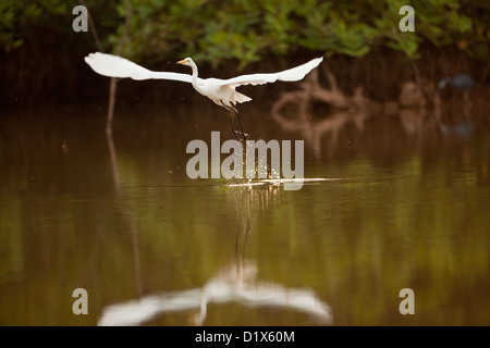 Großreiher, Ardea alba, fliegen über einen Teich im Sarigua Nationalpark, Azuero Halbinsel, Herrera Provinz, Republik Panama, Mittelamerika. Stockfoto