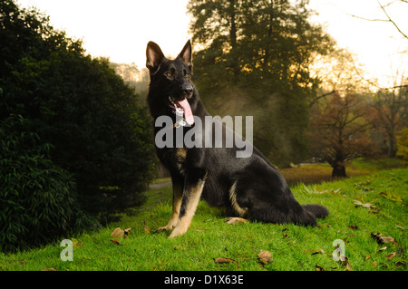 Deutscher Schäferhund in herbstlicher Parklandschaft Stockfoto