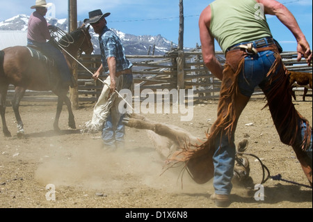 Eine Kalb ist angeseilt und gefangen genommen, während ein branding auf der Dalton-Ranch in der Clover Valley, NV Stockfoto