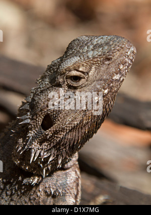 Nahaufnahme des Gesichts der australischen östlichen Bartagame Eidechse - Pogona Barbata - in freier Wildbahn Stockfoto