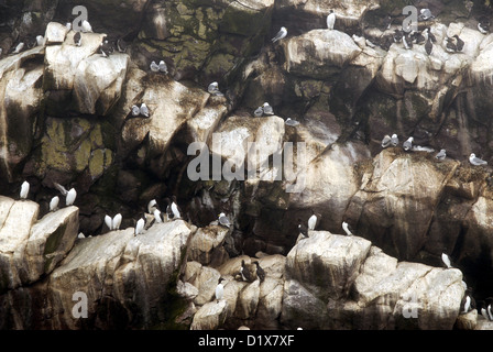 Nisten Vögel auf Möweninsel, Witless Bay Ecological Reserve, Neufundland Stockfoto