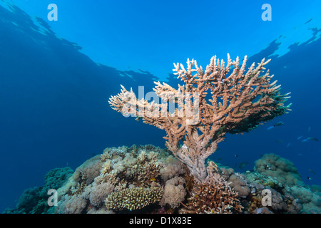 Eine kleine Hirschhorn Koralle wächst in der Nähe der Oberfläche eines Korallenriffs Stockfoto