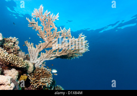 Ein Acropora Hirschhorn Korallen wachsen in der Nähe der Oberfläche an einem Korallenriff Stockfoto