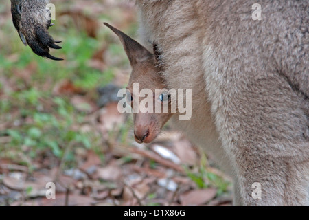 Nahaufnahme des jungen Joey - östliche graue Babykänguru Macropus Giganteus - mit Kopf- und Fußteil aus Mutters Beutel herausragt. In freier Wildbahn geschossen. Stockfoto