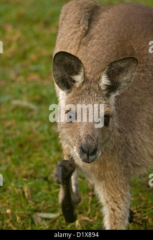 Nahaufnahme des Gesichts der junge östliche graue Känguru Macropus Giganteus in freier Wildbahn im Wald t Queensland Australien Stockfoto