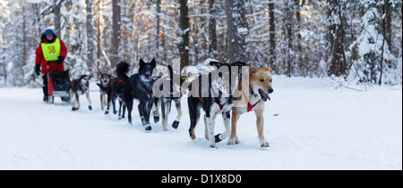 Ein Konkurrent in der White Oak Sled Dog Classic macht seinen Weg durch den Chippewa National Forest im Norden von Minnesota. Stockfoto