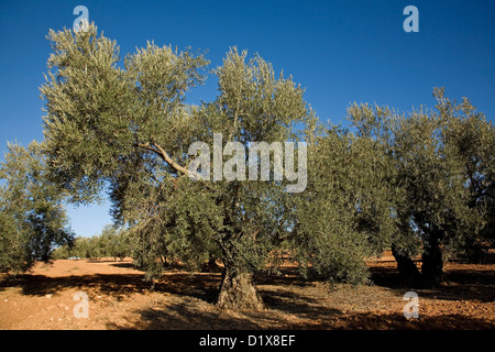 Olivenhain Antequera Malaga Andalusien Spanien Stockfoto