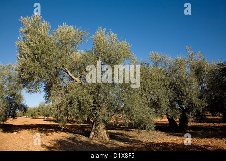 Olivenhain Antequera Malaga Andalusien Spanien Stockfoto