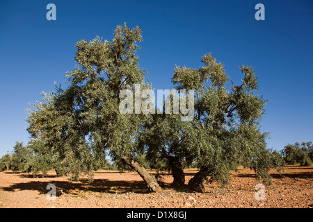 Olivenhain Antequera Malaga Andalusien Spanien Stockfoto