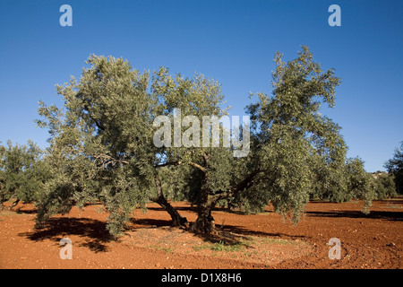 Olivenhain Antequera Malaga Andalusien Spanien Stockfoto