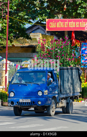 Rosa Chrysanthemen geliefert auf blau LKW während der Tet, Hoi an, Vietnam Stockfoto