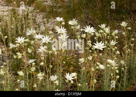 Cluster von weißen Blumen Actinotus Helianthi, Flanell Blume, australische Wildblumen wachsen in Wäldern der Küste New South Wales Stockfoto