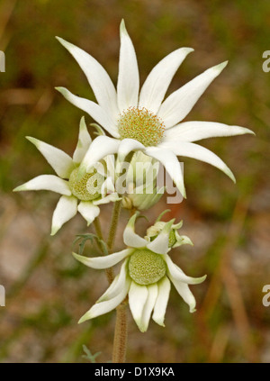 Weißen Blüten Actinotus Helianthi, Flanell Blume, ein Australian Wildflower, wachsen in freier Wildbahn im Outback Queensland Stockfoto