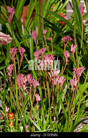 Cluster von rosa pelzigen Blüten und Smaragdgrün verlässt Anigozanthos Arten, Känguru-Pfote - eine australische einheimische Pflanze Stockfoto