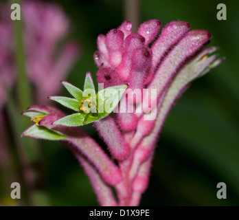 Nahaufnahme von Grün und rosa pelzigen Blüten Anigozanthos Arten - Kangaroo Paw - eine australische einheimische Pflanze Stockfoto