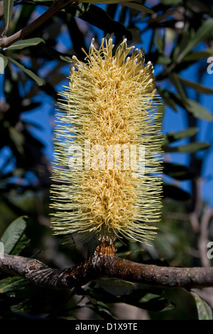 Große Blume der Banksia Integrifolia - eine australische einheimische Pflanze - wachsen auf der Küste von Queensland Stockfoto