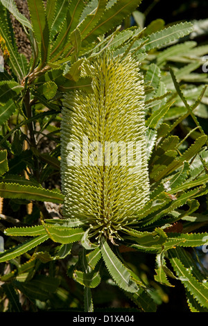 Grün / gelbe Blume von Banksia Robur und Laub n Burrum Coast National Park, in der Nähe von Hervey Bay-Queensland-Australien Stockfoto