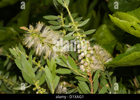 Weiße Blumen & grüne Blätter der Zylinderputzer Citrinus Alba, Bottlebrush, beliebte Australian native Blütenstrauch im Garten Stockfoto