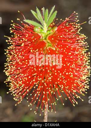 Leuchtend rote Blume Zylinderputzer Sorte 'Rocky Rambler' - Bottlebrush - eine Prostata Form der beliebten australischen Einheimischen Strauch Stockfoto