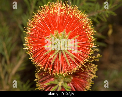 Spektakulären Schuss der lebendig rote Blume der Zylinderputzer "Rocky Rambler' - Bottlebrush - eine beliebte Australian native Blütenstrauch Stockfoto