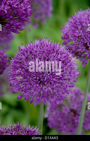 Hollandicum Allium 'Purple Sensation' Stockfoto