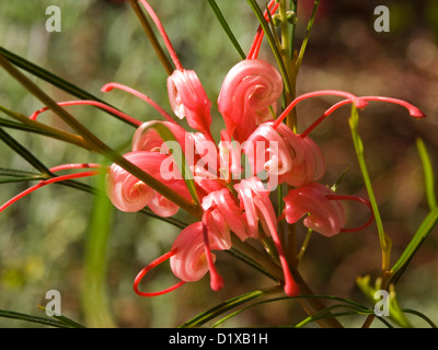 Rosa / Rot Blume Grevillea Sorte "Eleganz" - eine australische einheimische Pflanze und eine beliebte Garten blühender Strauch Stockfoto