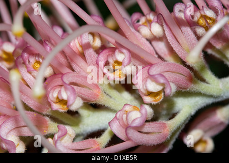 Spektakuläre Makro / Nahaufnahme Foto der Blütenblätter rosa Blume Grevillea Sorte "Pink Surprise" - ein Australian native Strauch Stockfoto