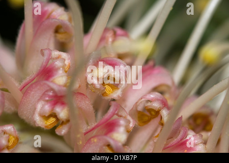 Spektakuläre Makro / Nahaufnahme Foto der Blütenblätter Blume Grevillea Sorte "Pink Surprise" - ein Australian native Strauch Stockfoto