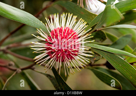 Blume des Hakea Laurina - Nadelkissen Hakea - eine einzigartige und attraktive australische einheimische Pflanze Stockfoto