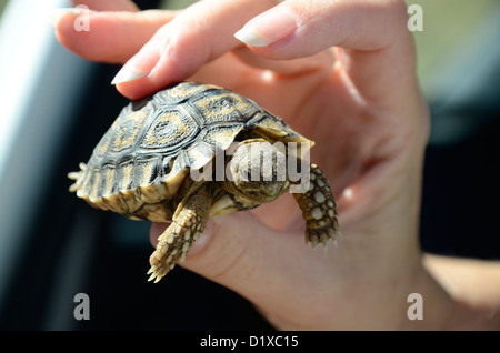 Baby-Schildkröte in Frauenhand, Südafrika statt. Gefunden Sie in der Straße, wo viele von Fahrzeugen getötet werden. Stockfoto