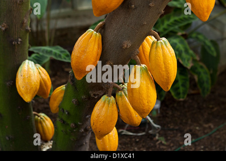 Reife kakaofrüchte am Baum (Kakao) - USA Stockfoto