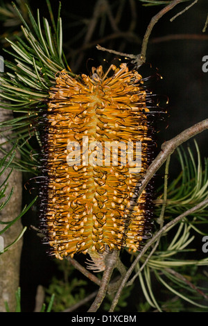 Orange und Schwarz Blume der Banksia Spinulosa - eine australische Wildblumen - im Wald bei Morton Nationalpark in Bundanoon, NSW Stockfoto