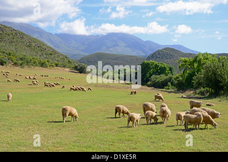 Merino-Schafe weiden im Feld darunter Swartbergen, Klein Karoo, Südafrika Stockfoto